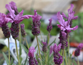 Purple colour lilac flowers