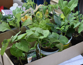 Different types of plants in a box