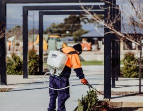 Man spraying fertilisers on plants