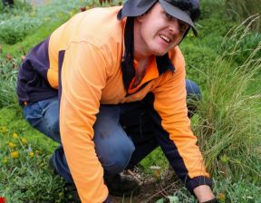 Person wearing orange hi-vis polo with bucket hat bending planting shrubs