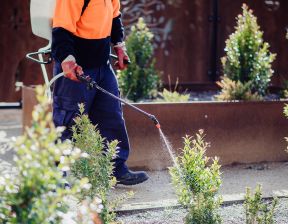 Person spraying fertilisers on shrubs