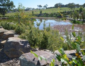 Rocks surrounded by bushes and greenery
