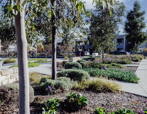 Shrubs and trees in patches with buildings behind