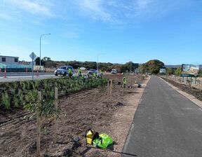 Patch of greenery and walking path